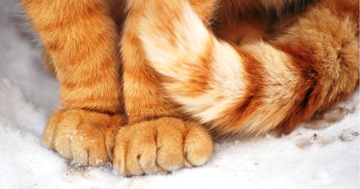 Vörös cica tappancsai a havon.