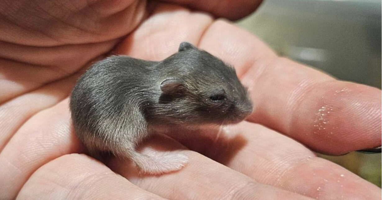 Picike kölyökrágcsáló egy tenyérben.